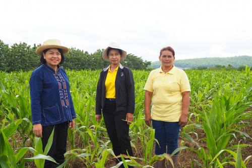 ผู้ตรวจราชการ ส.ป.ก. ลงพื้นที่ตรวจเยี่ยมแปลงเกษตรกรรมของเกษตรกรปราดเปรื่องต้นแบบด้านการปลูกข้าวโพดเลี้ยงสัตว์ (Smart Farmer) ณ บ้านซับอีปุก หมู่ ๗ ตำบลซับพุทรา อำเภอชนแดน จังหวัดเพชรบูรณ์