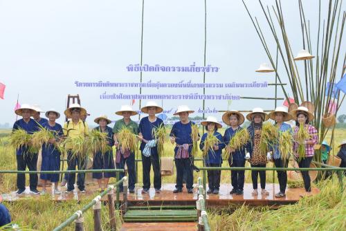 ส.ป.ก. จัดกิจกรรมเกี่ยวข้าว ณ แปลงโฉนดหมายเลข ๑ เนื่องในโอกาสมหามงคลพระราชพิธีบรมราชาภิเษก