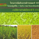 โครงการเพิ่มศักยภาพข้าวหอมมะลิ 105 ในเขตปฏิรูปที่ดิน 5 จังหวัด 