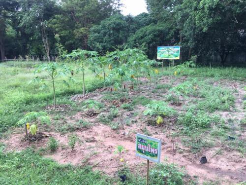 แปลง Smart Farmer