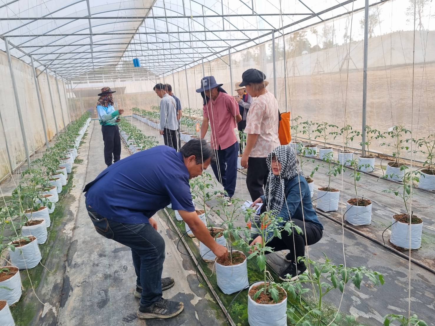 title - วันที่ 25 กุมภาพันธ์ 2569 นายประเสริฐ กาญจนเกียรติกุล ปฏิรูปที่ดินจังหวัดบุรีรัมย์ มอบหมายให้นางนวลละออง ชูมาตย์ ผู้อำนวยการกลุ่มยุทธศาสตร์ฯ พร้อมเจ้าหน้าที่ ส.ป.ก.บุรีรัมย์ นำเกษตรกรโครงการลดการเผาวัสดุทางการเกษตรฯ เข้าศึกษาดูงาน ณ สถานีวิจัยการเกษตรและพัฒนาโครงการหลวงโนนดินแดง