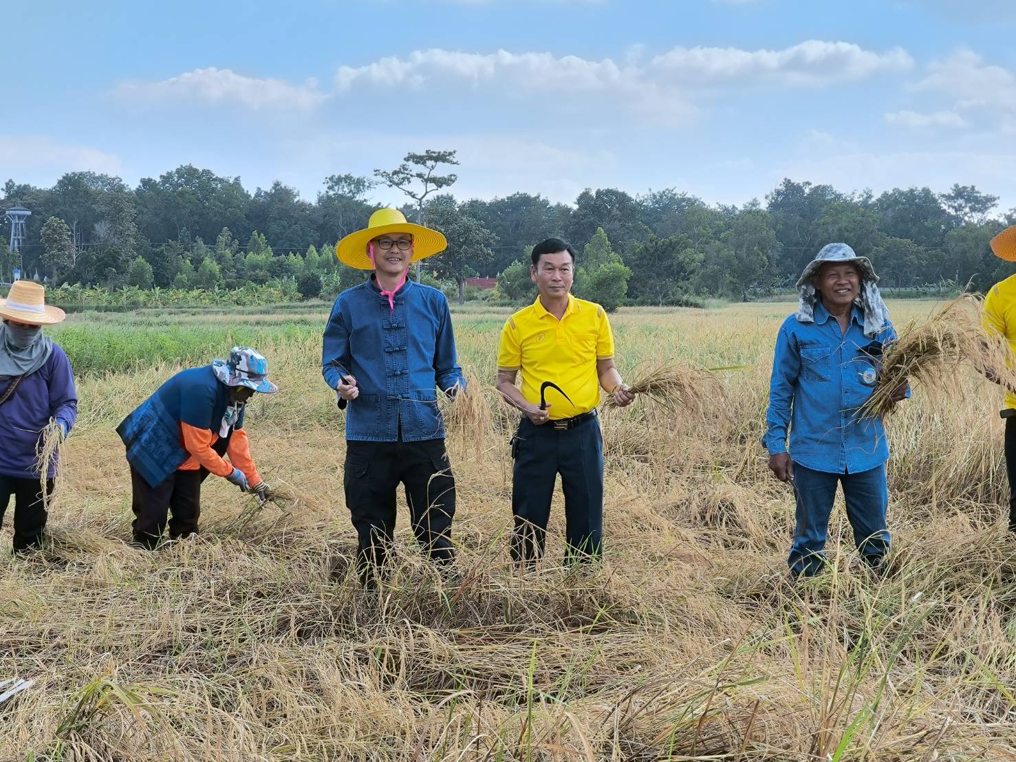 ปฏิรูปที่ดินจังหวัดบุรีรัมย์ ร่วมลงแขกเกี่ยวข้าวในแปลงเกษตรกรโครงการเกษตรอินทรีย์ในเขตปฏิรูปที่ดิน ต.เขาคอก อ.ประโคนชัย จ.บุรีรัมย์ เพื่อสืบสานประเพณีการลงแขกเกี่ยวข้าวของเกษตรกร