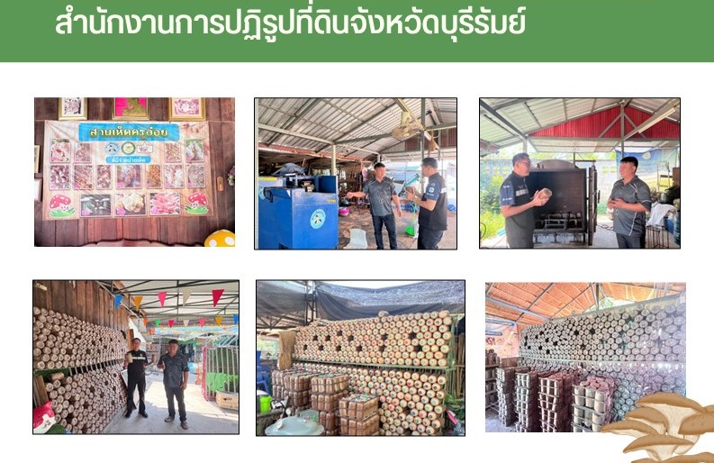 วันที่ 18 ธันวาคม 2568 นายประเสริฐ กาญจนเกียรติกุล ปฏิรูปที่ดินจังหวัดบุรีรัมย์ พร้อมเจ้าหน้าที่ ส.ป.ก.บุรีรัมย์ ลงพื้นที่ตรวจเยี่ยมเกษตรกรผู้ผลิตและจำหน่ายก้อนเห็ดเศรษฐกิจตามหลักวิชาการ และพัฒนานวัตกรรมการผลิตเห็ด ในเขตปฏิรูปที่ดินจังหวัดบุรีรัมย์ อำเภอประโคนชัย