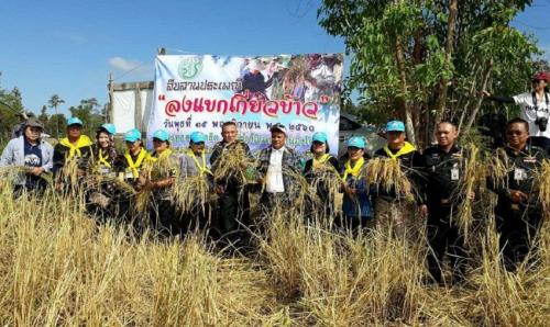 ส.ป.ก.บุรีรัมย์ จัดงานลงแขกเกี่ยวข้าวแปลงสาธิตทดลอง ของกลุ่มข้าวอินทรีย์หนองโดน อ.ลำปลายมาศ จังหวัดบุรีรัมย์
