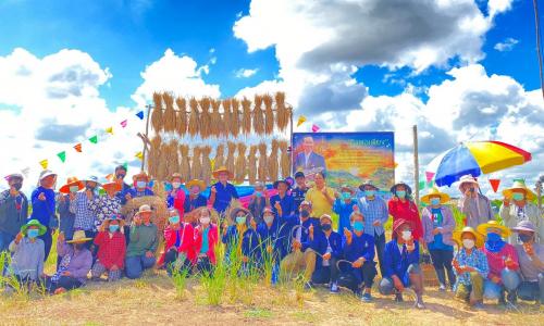 ส.ป.ก.บุรีรัมย์ ร่วมกิจกรรมลงแขกเกี่ยวข้าวหอมมะลิ 105 แปลงนาอินทรีย์