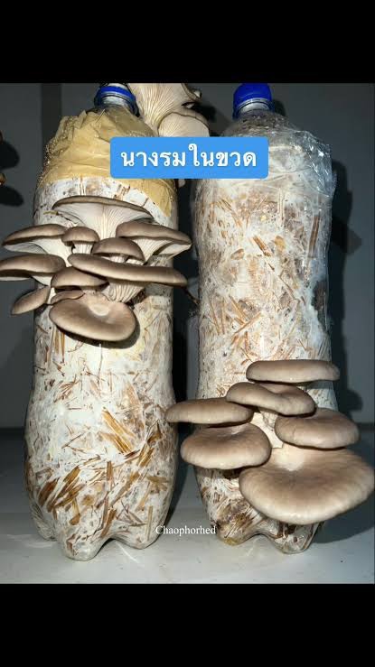 title - วันพุธที่ 17 ธันวาคม 2568 นายประเสริฐ กาญจนเกียรติกุล ปฏิรูปที่ดินจังหวัดบุรีรัมย์ มอบหมายให้นางสาวสุภาณี จงรัมย์ นักวิชาการปฏิรูปที่ดินปฏิบัติการ ดำเนินการจัดฝึกอบรมโครงการลดการเผาวัสดุเหลือใช้ทางการเกษตรในเขตปฏิรูปที่ดินปีงบประมาณ พ.ศ. 2569