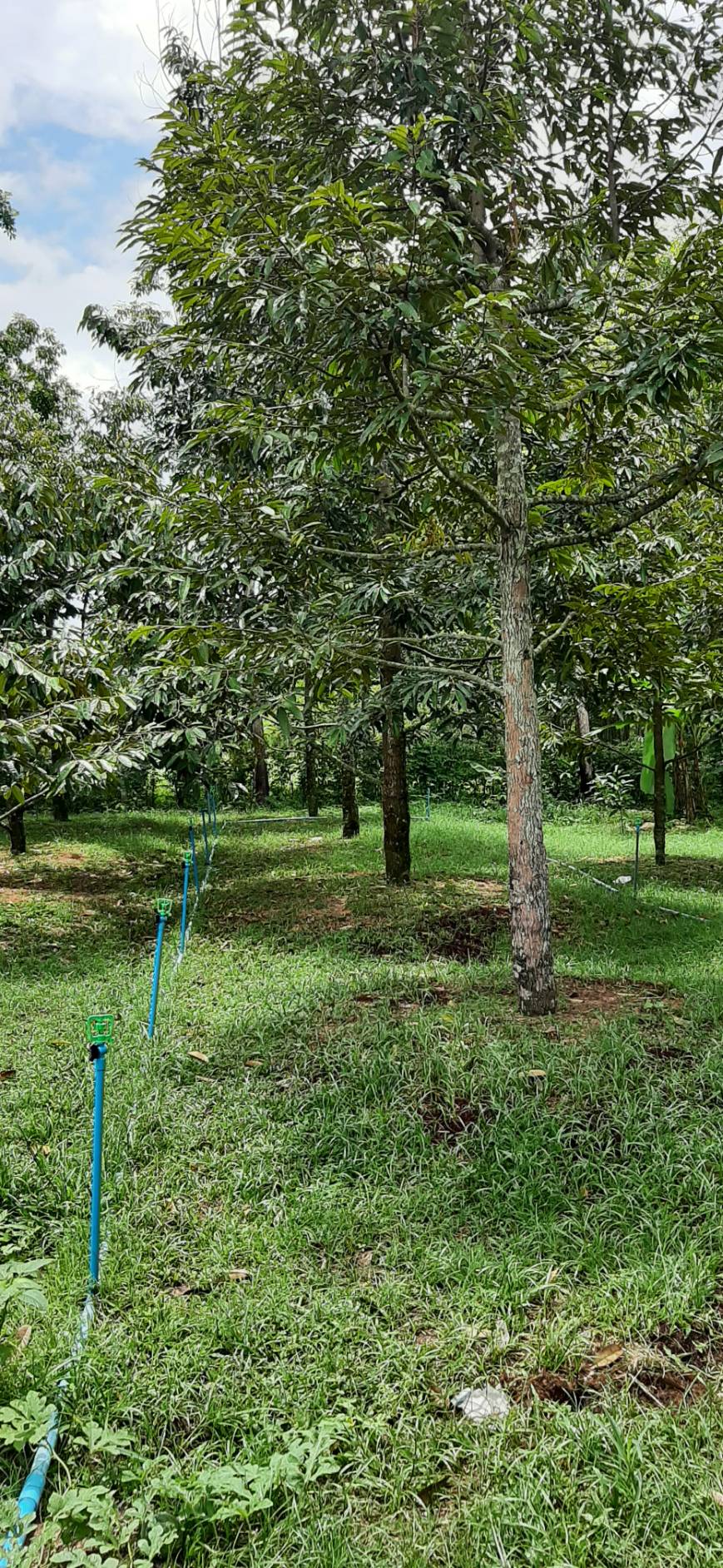 title - ศรม. ลงพื้นที่ตรวจประเมินเพื่อรับรองเกษตรกรในเขตปฏิรูปที่ดินจังหวัดระยอง