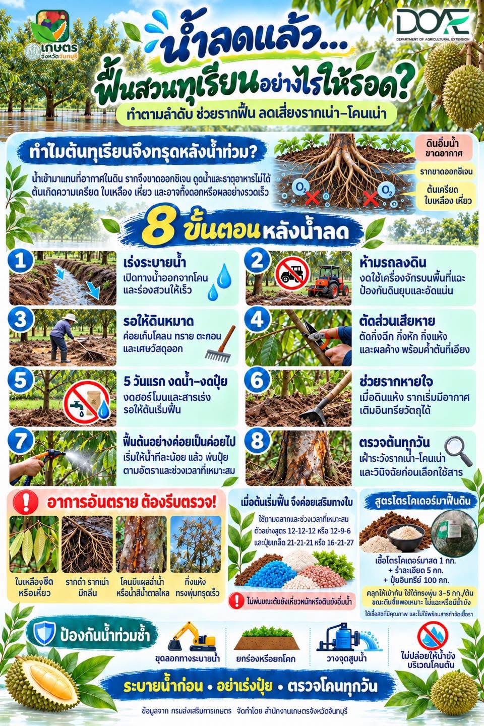 น้ำลดแล้ว ฟื้นสวนทุเรียนอย่างไรให้รอด 