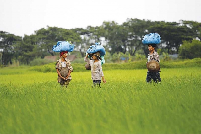 title - เมียนมาร์ขายข้าวให้อินเดีย 100,000 ตัน