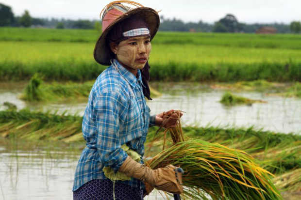 title - เมียนมาร์ขายข้าวให้อินเดีย 100,000 ตัน
