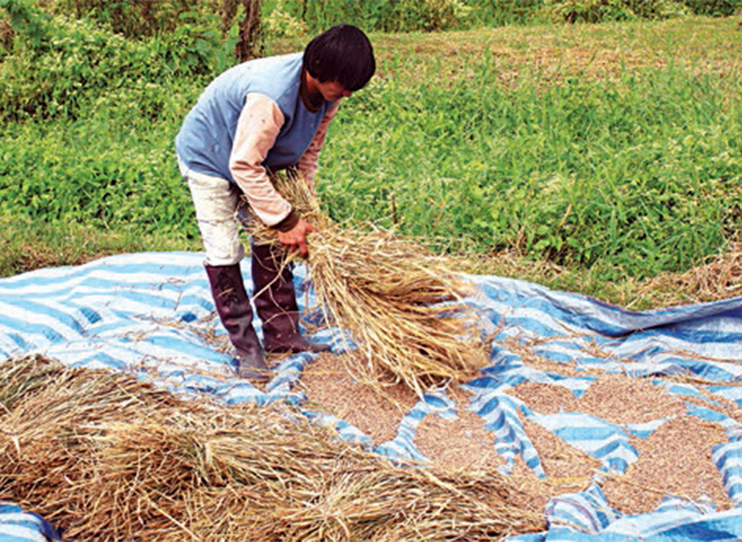 title - ข้าวนาปี 2557/2558 ราคายังทรงตัว 