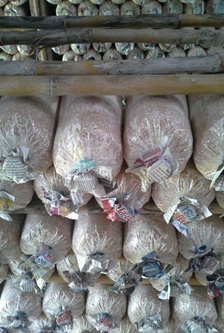 ก้อนเชื้อเห็ดนางฟ้า