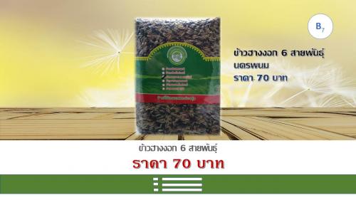 ข้าวฮางงอก 6 สายพันธุ์ นครพนม