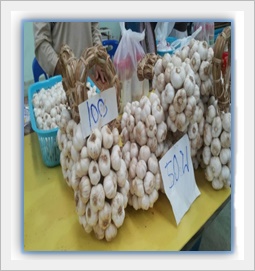 กระเทียมหนองคาย