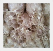 เห็ดนางฟ้า
