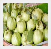ฝรั่งกิมจู