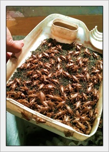 ไข่จิ้งหรีด-แมงสะดิ้ง (พันธุ์)
