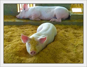 หมูหลุม