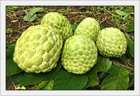 น้อยหน่าเพชรปากช่อง