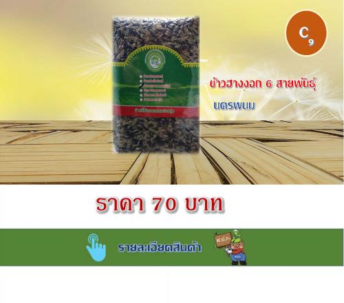 ข้าวฮางงอก 6 สายพันธุ์ นครพนม