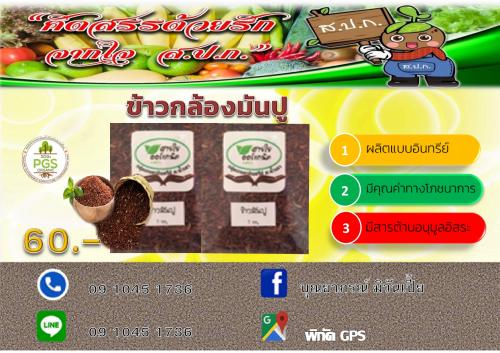 ข้าวกล้องมันปู แพร่