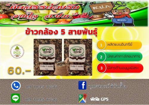 ข้าวกล้อง 5 สายพันธุ์ แพร่