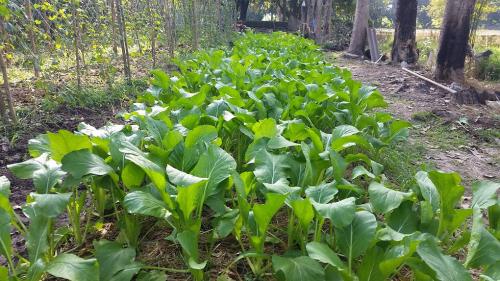 โครงการ Smart Farmer : Smart Officer ปี 2558  