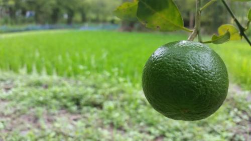 โครงการ Smart Farmer : Smart Officer ปี 2557  