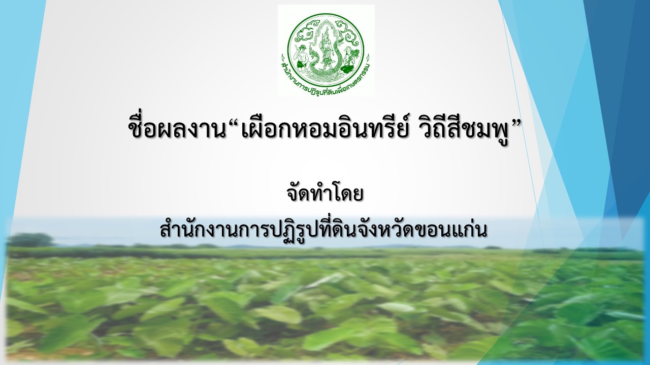 ชื่อผลงาน เผือกหอมอินทรีย์ วิถีสีชมพู