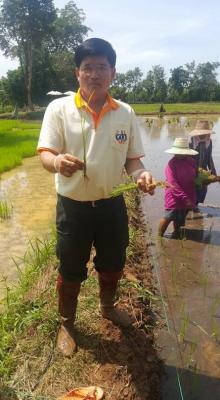 การดำนาต้นเดียว ในพื้นที่ส่งเสริมการเกษตรแบบแปลงใหญ่2