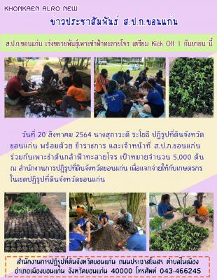 ส.ป.ก.ขอนแก่น เร่งขยายพันธุ์เพาะชำฟ้าทลายโจร