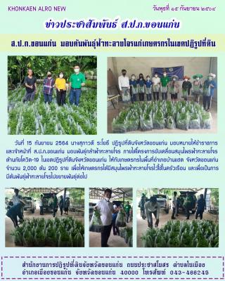 ส.ป.ก.ขอนแก่น มอบพันธุ์ฟ้าทะลายโจรแก่เกษตรกรในเขตปฏิรูปที่ดิน