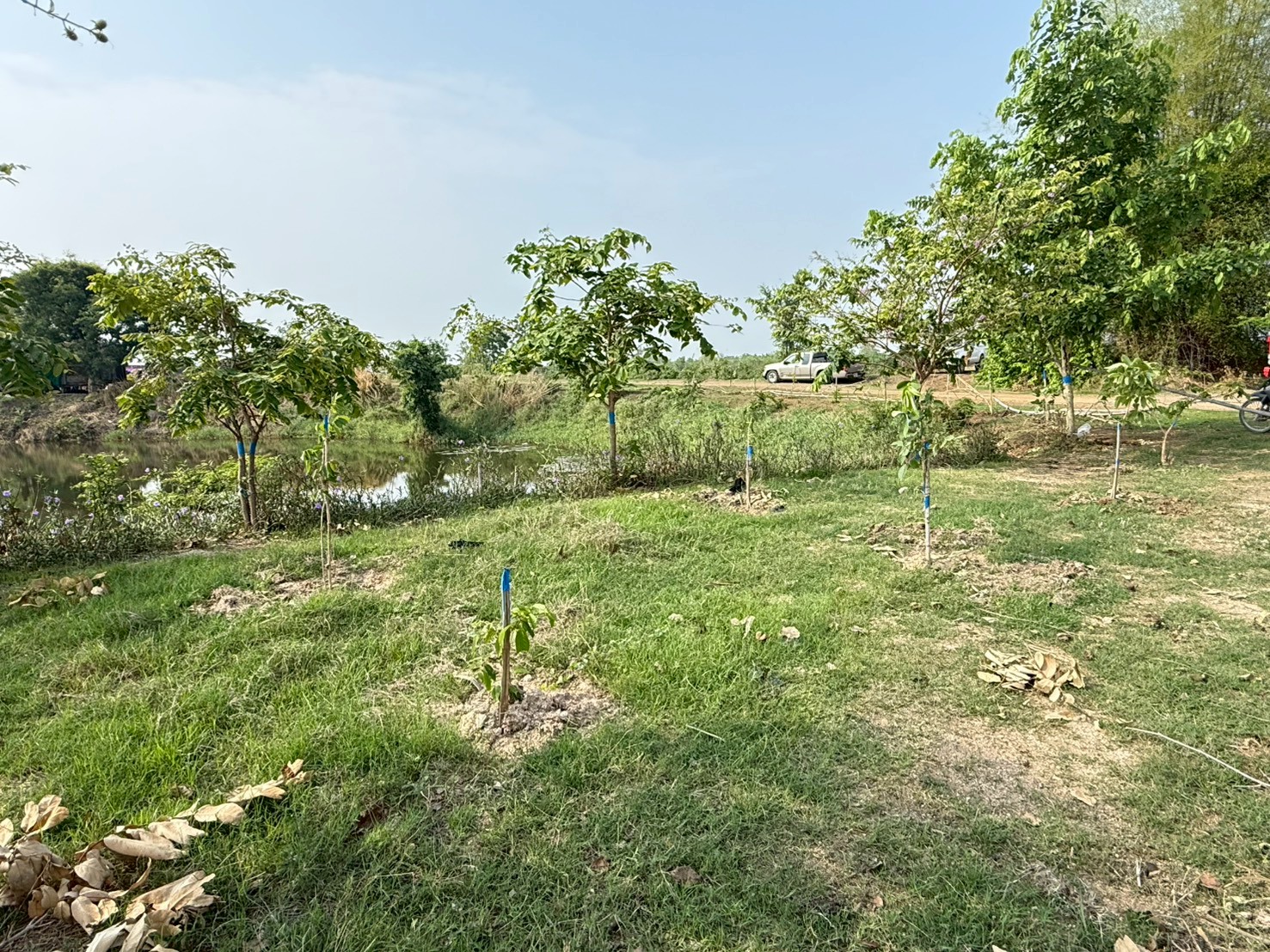 title - กิจกรรมวันต้นไม้ประจำปีของชาติ พ.ศ. 2569
