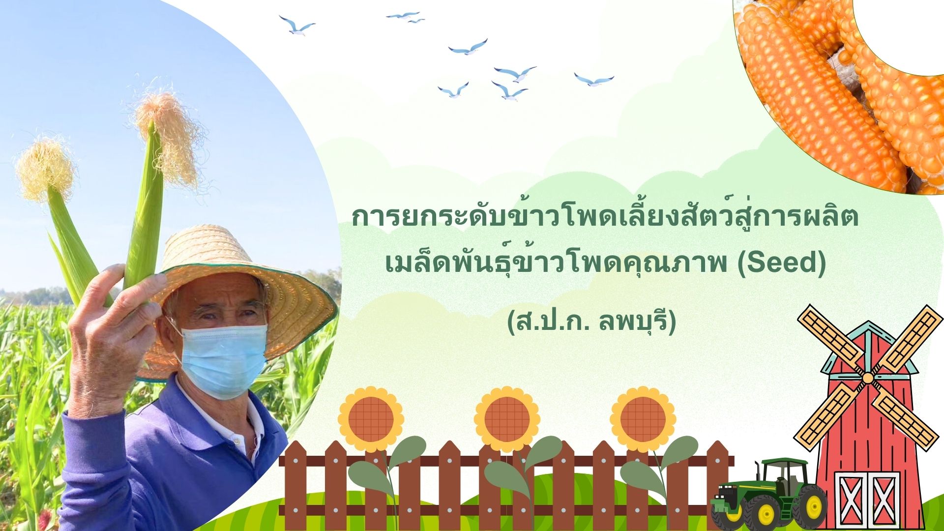 การยกระดับข้าวโพดเลี้ยงสัตว์สู่การผลิตเมล็ดพันธุ์ข้าวโพดคุณภาพ (Seed) ส.ป.ก.ลพบุรี