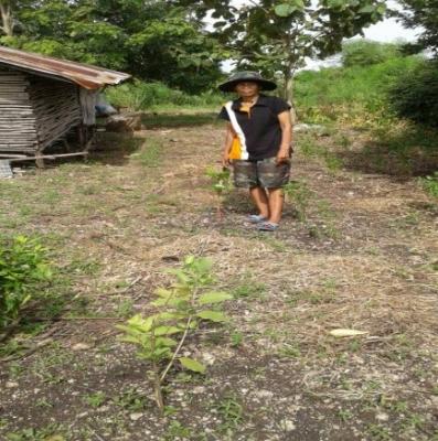 โครงการส่งเสริมปลูกไม้เศรษฐกิจในเขตปฏิรุปที่ดิน