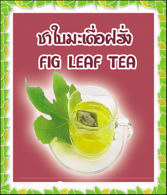 คุณประโยชน์จากชาใบมะเดื่อฝรั่ง Fig Leaf Tea – For Lowering Glucose, Cholesterol, and Triglycerides… and more