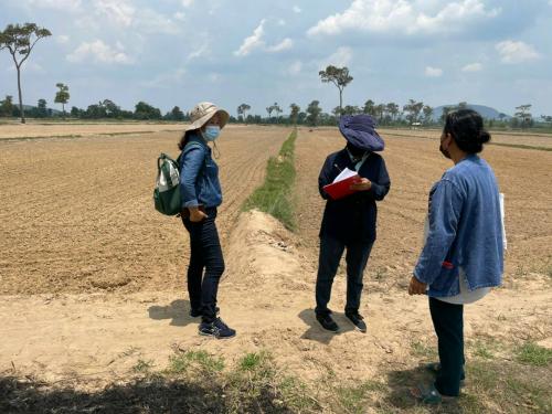 วางแผนการผลิตข้าวอินทรีย์ 