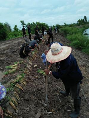 โครงการพัฒนาและรณรงค์การใช้หญ้าแฝกในเขตปฏิรูปที่ดินพระราชทาน