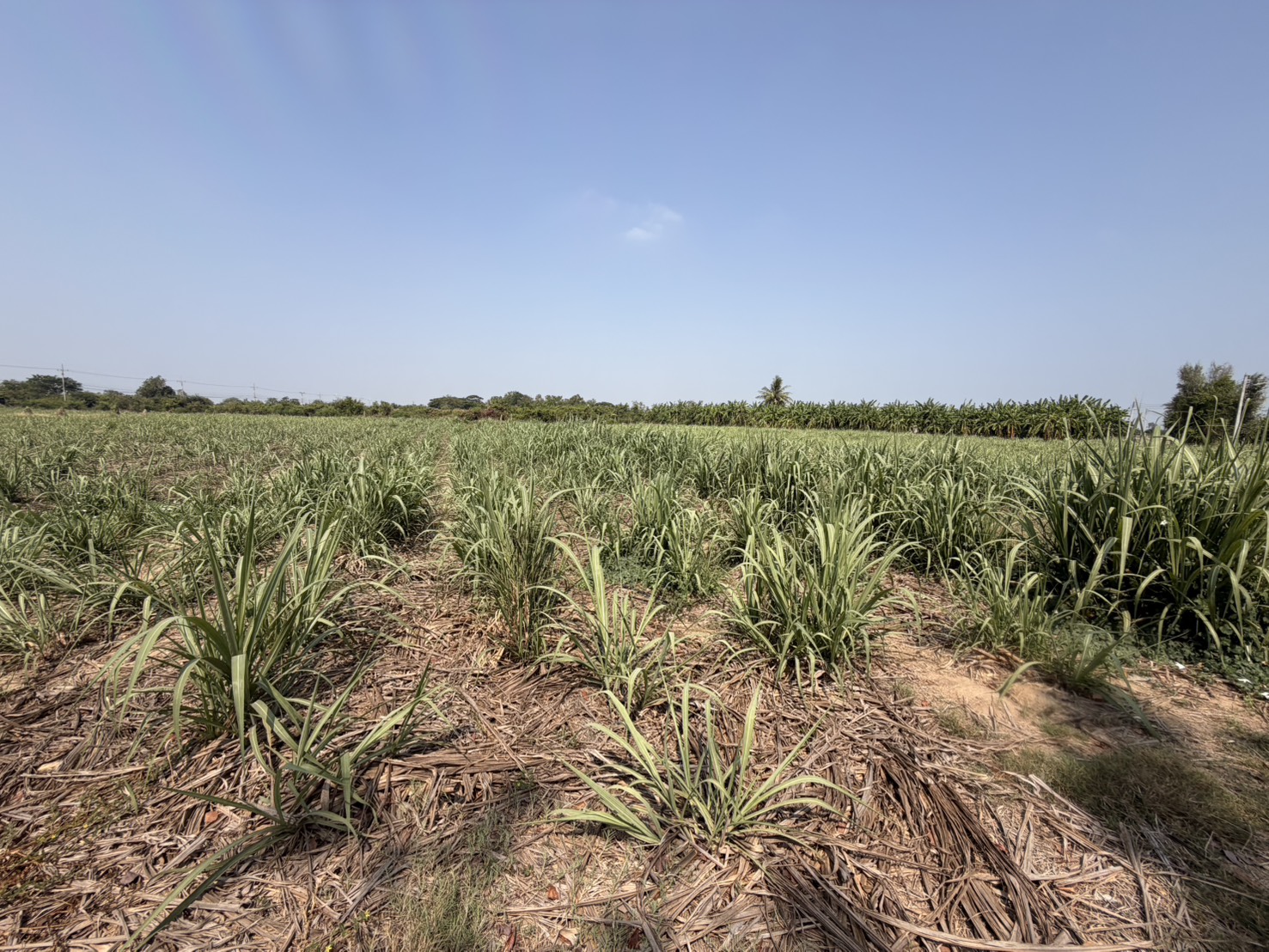 title - ส.ป.ก.นครปฐม ลงพื้นที่เพื่อจัดหาที่ดินที่มีการประกาศขายเพื่อจะได้เข้าสู่กระบวนการจัดซื้อที่ดินเอกชนและนำมาจัดที่ดินให้แก่เกษตรกร