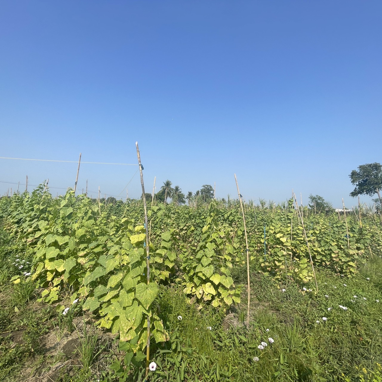 title - ส.ป.ก.นครปฐม ลงพื้นที่ดำเนินการติดต่อประสานงานเกษตรกรภายใต้โครงการพัฒนาธุรกิจชุมชน กิจกรรมพัฒนาธุรกิจชุมชนในเขตปฏิรูปที่ดิน ปีงบประมาณ พ.ศ. 2569