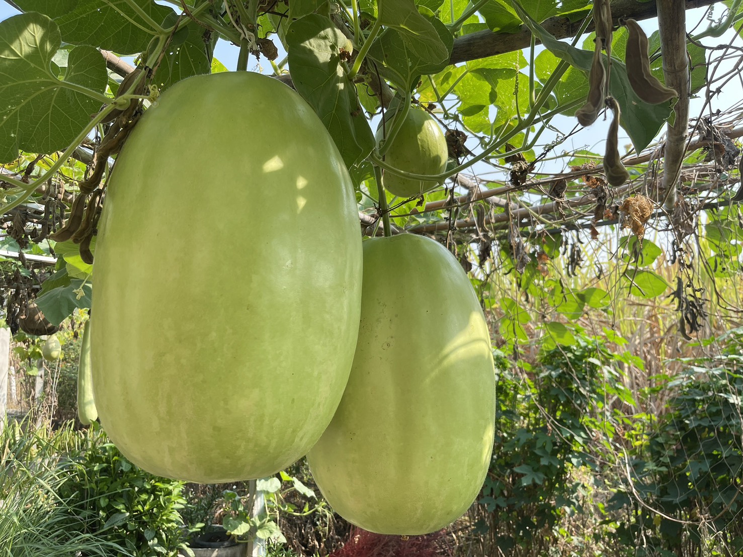 title - ส.ป.ก.นครปฐม จัดฝึกอบรมและศึกษาดูงานโครงการยกระดับศักยภาพพัฒนาสินค้าเกษตรชีวภาพกิจกรรมยกระดับศักยภาพ การพัฒนาศักยภาพสินค้าเกษตรชีวภาพ ปีงบประมาณ พ.ศ. 2569 หลักสูตร การเพิ่มประสิทธิภาพการผลิตพืชสมุนไพรในเขตปฏิรูปที่ดิน เพื่อส่งเสริมองค์ความรู้และยกระดับศักยภาพ