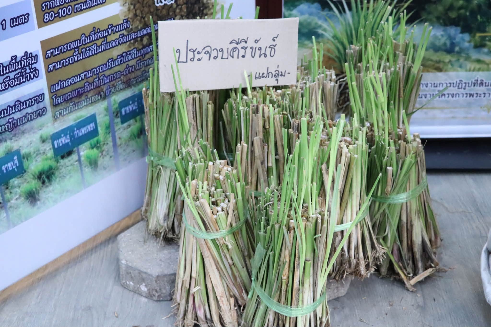 title - ส.ป.ก.นครปฐม เข้าร่วมการอบรมเชิงปฏิบัติการ หลักสูตร “รู้ปลูก รู้รักษา รู้คุณค่าของหญ้าแฝก”  ระยะที่ 2 ภายใต้โครงการพัฒนาและรณรงค์การใช้หญ้าแฝกอันเนื่องมาจากพระราชดำริ ประจำปีงบประมาณ พ.ศ. 2569