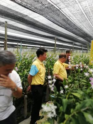โครงการจัดชั้นคุณภาพแปลงใหญ่ ประจำปี 2562
