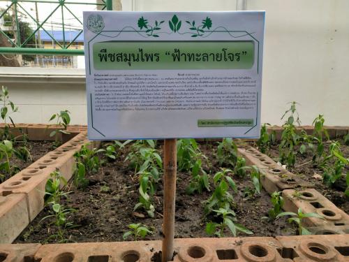 สำนักงานการปฏิรูปที่ดินจังหวัดนครปฐม ดำเนินการปลูกฟ้าทะลายโจรและกระชายขาว ตามนโยบาย ส.ป.ก.