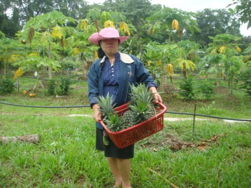 ศูนย์เรียนรู้เพื่อส่งเสริมปรัชญญาเศรษฐกิจพอเพียงและเกษตรทฤษฎีใหม่ ส.ป.ก.นครพนม เก็บผลผลิตพร้อมแปรรูปสับปะรดกวน
