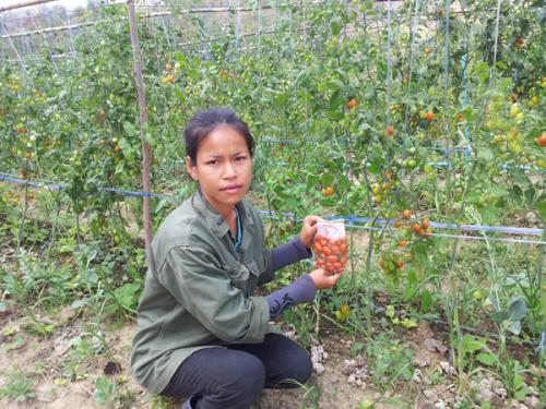 แปลงเกษตรกร นางสาวศุภลักษณา มุขมนตรี 