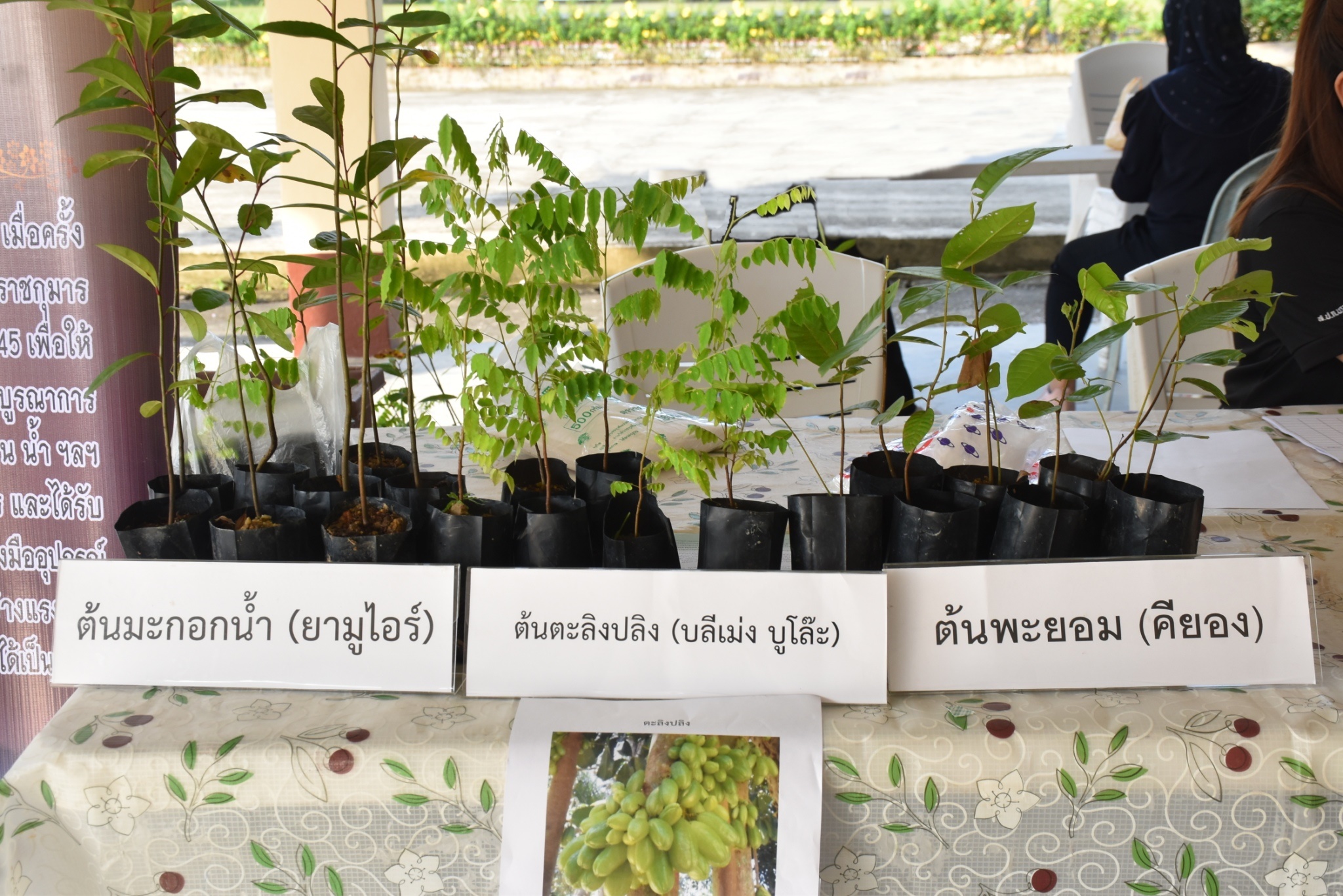 title - ส.ป.ก.นราธิวาส ได้เข้าร่วมโครงการ คลินิกเกษตรเคลื่อนที่ในพระราชานุเคราะห์ สมเด็จพระบรมโอรสาธิราชฯ สยามมกุฎราชกุมาร ประจำปีงบประมาณ พ.ศ. 2569 ไตรมาสที่ 2