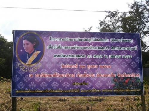 ร่วมปลูกต้นไม้โครงการเฉลิมพระเกียรติปลูกไม้ผลยืนต้น (มัลเบอรี)