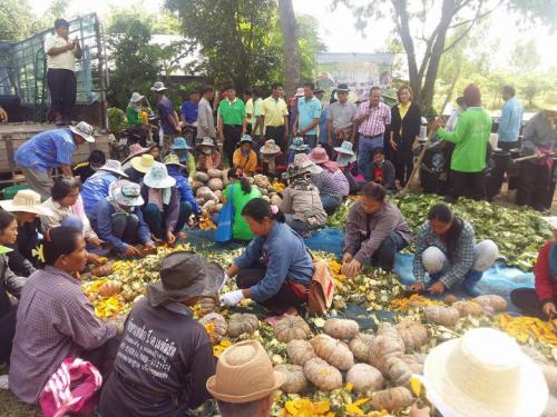 การขับเคลื่อนนโยบายกระทรวงเกษตรและสหกรณ์ผ่านระบบส่งเสริมการเกษตรแบบแปลงใหญ่ 