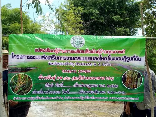 แปลงเรียนรู้ด้านการผลิตเมล็ดพันธุ์ข้าวคุณภาพดี(นางนาง บรรยง) โครงการระบบส่งเสริมการเกษตรแบบแปลงใหญ่ในเขตปฏิรูปที่ดิน จังหวัดหนองบัวลำภู ปีงบประมาณ พ.ศ.2562 ข้าวพันธุ์ กข 83 (มะดำหนองคาย62)   